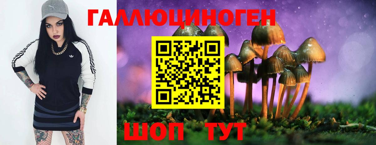 Курчалой  Псилоцибиновые грибы ЛСД  Псилоцибиновые грибы GOLDEN TEACHER  что такое   Вход с VPN 